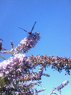 Clique pour agrandir ...